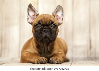 little cute French bulldog puppy