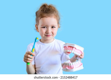 Little cute funny girl holding tooth jaw, toothbrush. Kid training oral hygiene. Child learning brushing, cleaning teeth. Prevention of caries in children. children dentistry. dental care kids