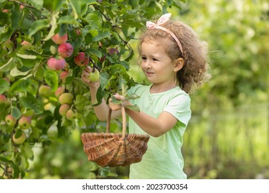 Little Cute Girl Playing In Apple Tree Orchard. Child Picking Apples On Farm In Autumn. Kid Pick Fruit In A Basket. Toddler Eating Fruits At Harvest. Outdoor Fun For Children. Healthy Nutrition.