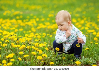 Little cute girl sitting among yellow dandelions and picking flowers in park on a sunny spring day