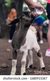 Little Cute Goat Drinking Milk From A Feeding Bottle