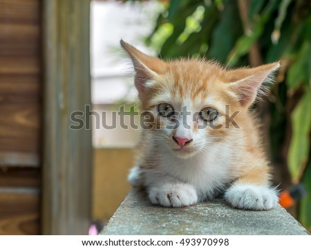 Golden Brown Light Brown Cats Toxoplasmosis