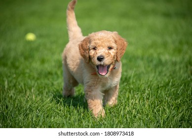 Little Cute Golden Doodle Pup On The Field.