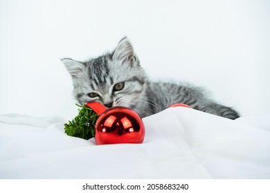 Little Cute Gray Scottish Straight Kitten With Fur Colored In Black Marble On Silver Looks At Red Christmas Balls. White Background. Portrait Of Baby Pet Cat During Christmas Time.