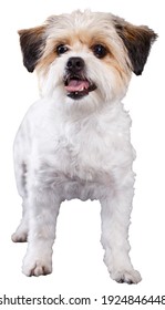 笑う犬 の画像 写真素材 ベクター画像 Shutterstock