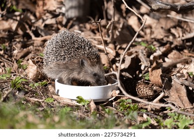 Little cute hedgehog eating cat food out of a white bowl in the garden - Powered by Shutterstock