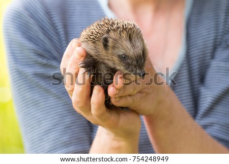 Little cute hedgehog in women's hands