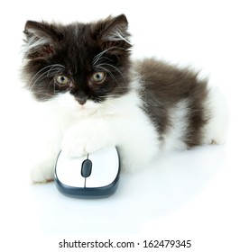 Little cute kitten and computer mouse, isolated on white