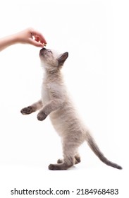 Little cute kitten jumps for the hand that holds the food. Pet feeding. High quality photo