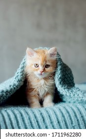 little cute kitten maine coon looks up - Shutterstock ID 1711962280