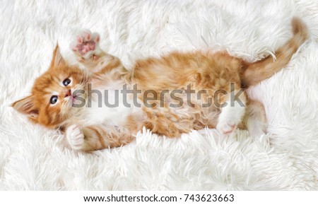 little cute kitten maine coon looks up