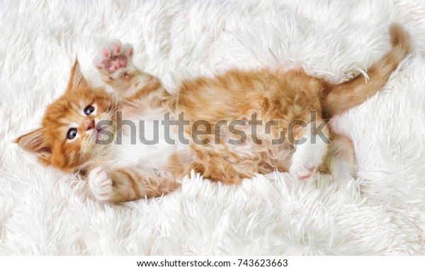 小さくてかわいい子猫のメインクーンが顔を上げる の写真素材 今すぐ編集