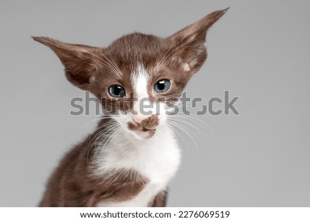 Little cute kitten of oriental cat breed of white and brown color with blue eyes and big ears isolated on grey background