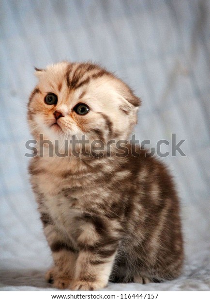 Little Cute Kitten Scottish Fold Cat Stock Photo Edit Now