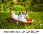 Little Cute Kitty In Basket