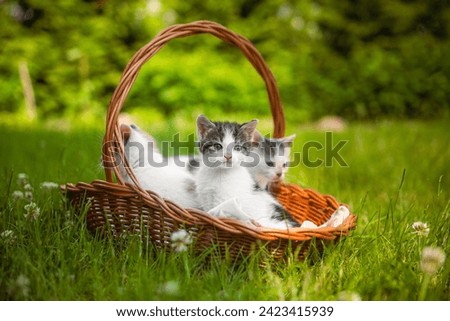 Little Cute Kitty In Basket