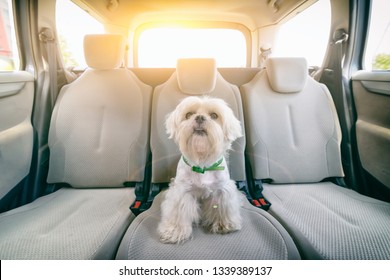 Little Cute Maltese Dog In The Car On The Back Seat