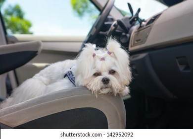 Little cute maltese dog in the car on the front seat