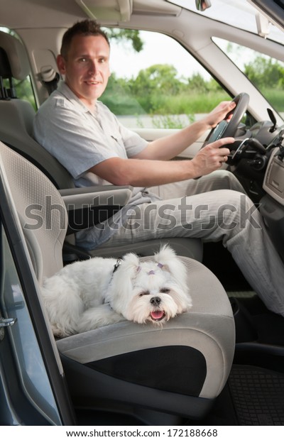 Little cute maltese dog in the car on the front\
seat with his owner as a\
driver