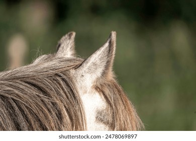 little cute pony horse detail ears listening grey - Powered by Shutterstock