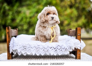 Little Cute Poodle Puppy On The Bed