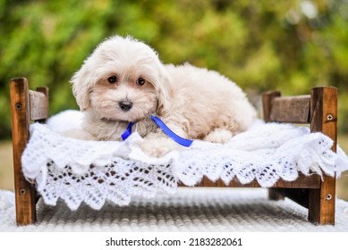 Little Cute Poodle Puppy On The Bed