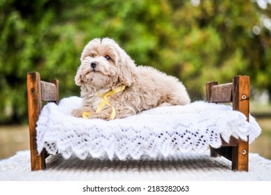 Little Cute Poodle Puppy On The Bed