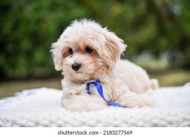 Little Cute Poodle Puppy For A Walk Lies On A Bedspread
