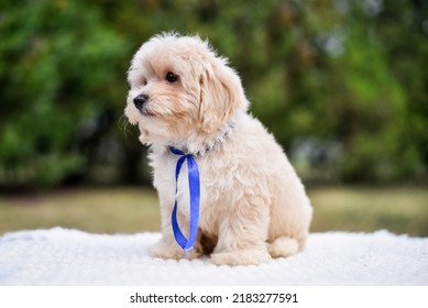 Little Cute Poodle Puppy For A Walk Lies On A Bedspread
