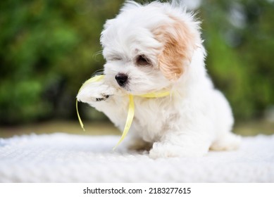 Little Cute Poodle Puppy For A Walk Lies On A Bedspread
