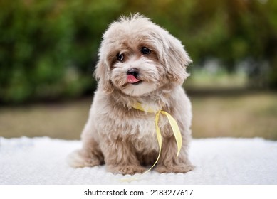 Little Cute Poodle Puppy For A Walk Lies On A Bedspread
