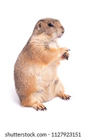 Little Cute Prairie Dog Standing On White Background.