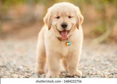 golden retriever pomeranian puppies