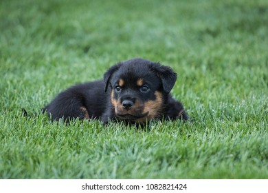 
A little cute puppy of Rottweilers