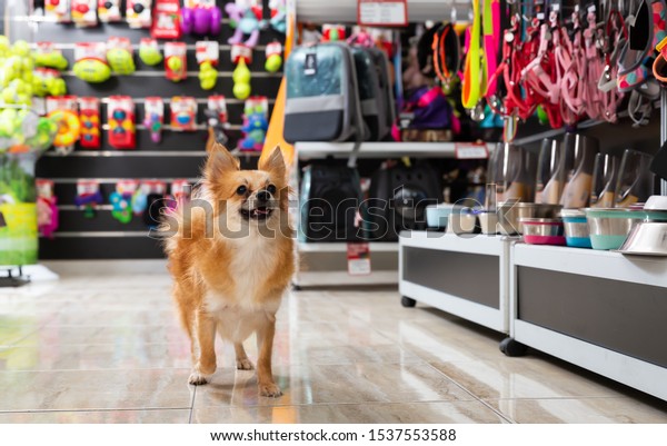 Little cute puppy walking in pet shop on\
background of shelves with dog\
accessories