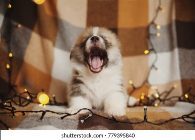 Little Cute Puppy Is Yawning