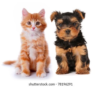 Little Cute Puppy Of Yorkshire Terrier And Red Mixed-breed Kitten Isolated On White. Two Lovely Friends Sits And Looking At Camera!