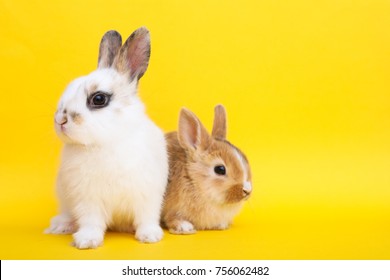 Little Cute Rabbits On The Yellow Background