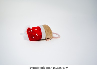 Little Cute Rat Or Mouse Introvert, Christmas Concept 2020 Year, Gold Rat With Santa Claus Hat With Copy Space