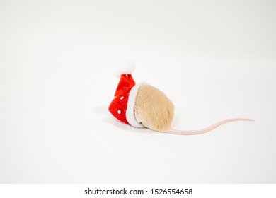 Little Cute Rat Or Mouse Introvert, Christmas Concept 2020 Year, Gold Rat With Santa Claus Hat With Copy Space