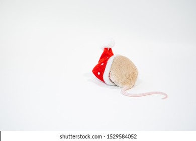 Little Cute Rat Or Mouse Introvert, Christmas Concept 2020 Year, Gold Rat With Santa Claus Hat With Copy Space