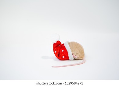 Little Cute Rat Or Mouse Introvert, Christmas Concept 2020 Year, Gold Rat With Santa Claus Hat With Copy Space