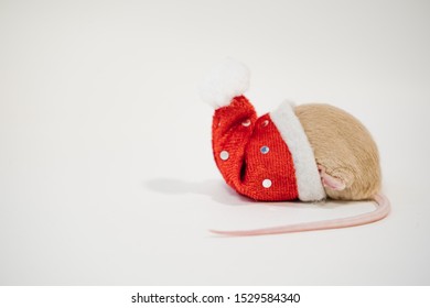 Little Cute Rat Or Mouse Introvert, Christmas Concept 2020 Year, Gold Rat With Santa Claus Hat With Copy Space