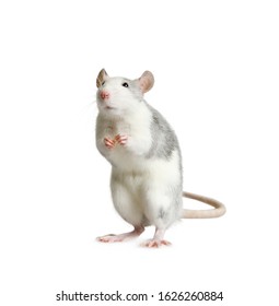 Souris Blanche High Res Stock Images Shutterstock