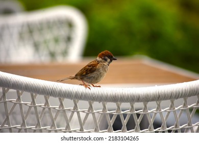 Little Cute Sparrow Sitting On A Chair