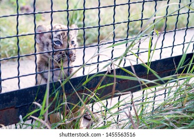 Little Cute Tiger Cub In A Cage