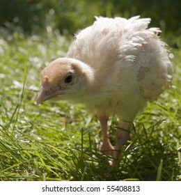 Little, Cute Turkey Chick On The Green Grass