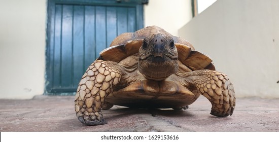 Turtle Camera Facing Images Stock Photos Vectors Shutterstock