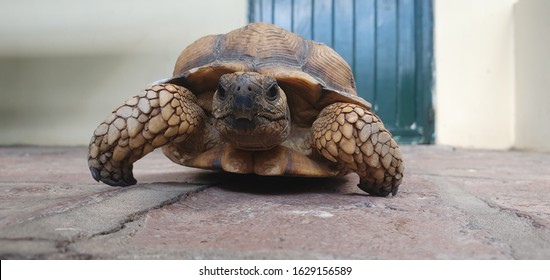 Turtle Camera Facing Images Stock Photos Vectors Shutterstock