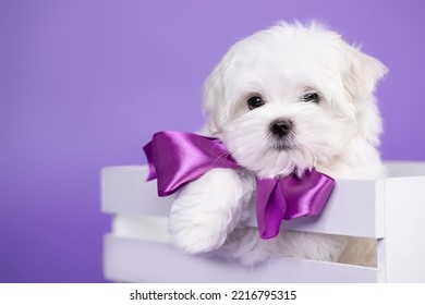 Little Cute White Fluffy Puppy With A Bow Around His Neck, Maltese Puppy